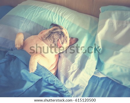 Cute pug dog sleep rest in the bed, wrap with blanket and tongue sticking out in the lazy time Royalty-Free Stock Photo #615120500