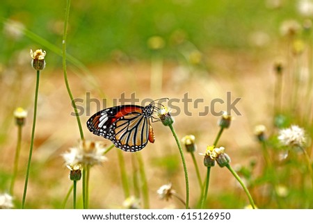 Butterfly on grass flower