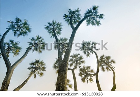 Focus stacked image of palm trees , high up to blue sky in background. Beautiful nature stock image, Indian natural scenic view.