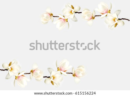 Beautiful white magnolia flower 