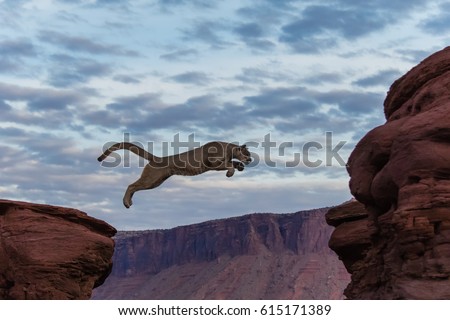 Mountain Lion Jumping Morning Sky