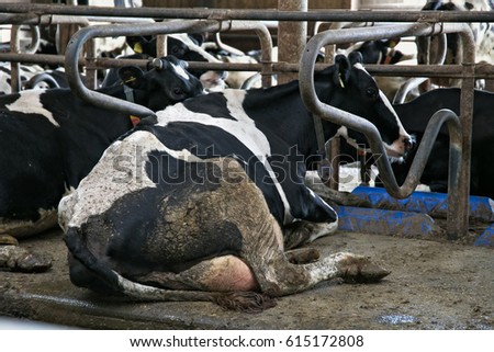 Cows in a stable on a dairy farm. Royalty-Free Stock Photo #615172808
