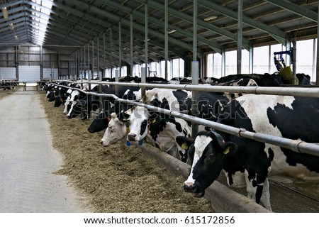 Cows in a stable on a dairy farm. Royalty-Free Stock Photo #615172856