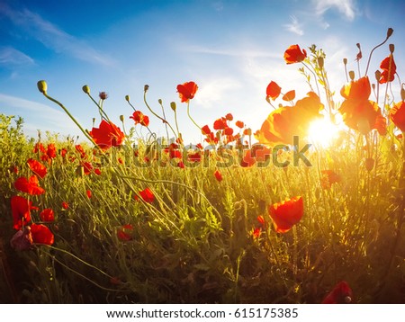 Blooming red poppies on field against the sun, blue sky. Wild flowers in springtime. Dramatic day and gorgeous scene. Wonderful image of wallpaper. Explore the world's beauty. Artistic picture.