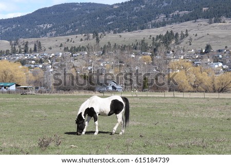 Closeup of black and white horse in field with buildings and trees in background. Tree and grass covered hills with blue sky and white clouds.