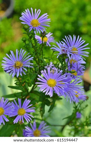 Beautiful soft violet daisy flowers in the garden