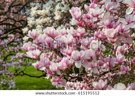 Blooming magnolia tree with beautiful flowers in the spring
