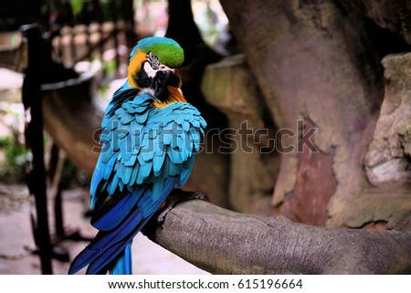 Beautiful blue green Macaw Parrot on the branch.
