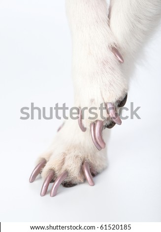 well-groomed dog paws with manicure