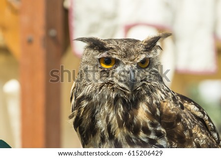 Bubo Bubo - Eurasian eagle-owl