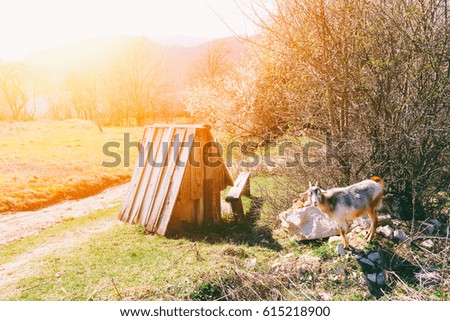 rural landscape, the goat and the old well in the Golden rays of the morning sunlight.