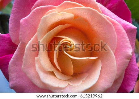 Beautiful rose close-up with water drops