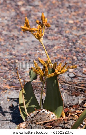 Welwitschia mirabilis, one of the plant species that live longer, it is a very special plant that has its natural habitat in the barren but beautiful desert of the Namib- national park