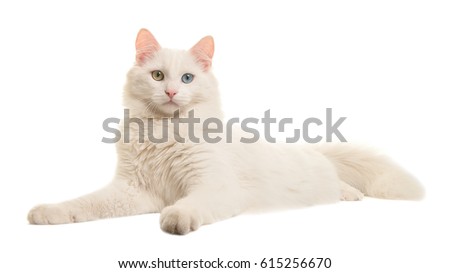 White turkish angora odd eye cat lying down seen from the side looking at the camera isolated on a white background Royalty-Free Stock Photo #615256670