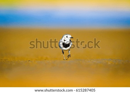 Cute bird. Black white little bird. Yellow, blue nature background.
White Wagtail / Motacilla alba