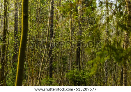 Wood landscape