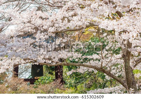 Cherry Blossom in the temple