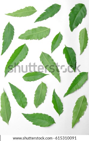 A large number of green foliage are spread on a white background.