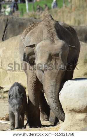 Newborn Elephant baby