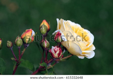 A rose is a woody perennial flowering plant of the genus Rosa, in the family Rosaceae, or the flower it bears. There are over a hundred species and thousands of cultivars.