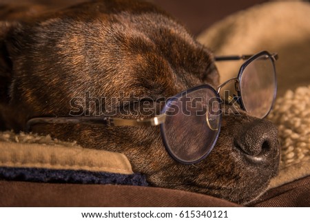 Cute picture from a English Staffordshire Bull Terrier. The smart dog is sleeping with her glasses on. 