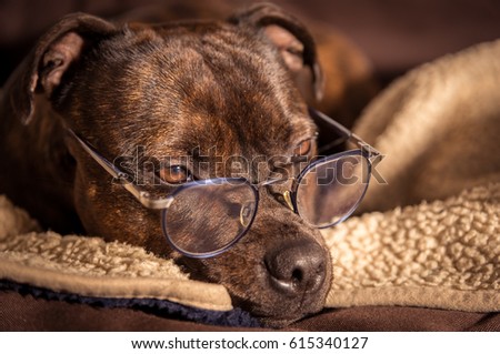 Cute picture from a English Staffordshire Bull Terrier. The smart dog is getting sleepy with her glasses on. 