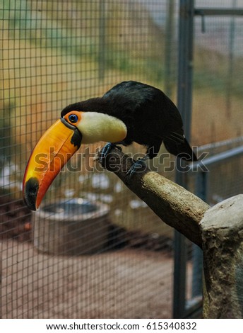 Toucan in zoo