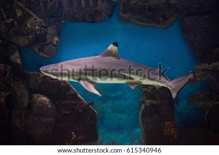 Blacktip reef shark deep underwater