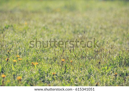 Background image - nature, morning, green grass, dew.