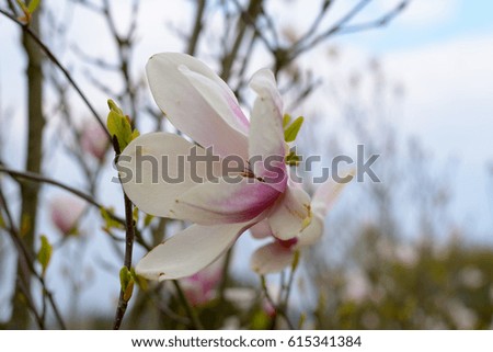 Magnolia Flower in Spring
