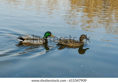 Ducks in the park pond