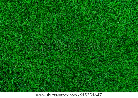 Nature green grass background top view Royalty-Free Stock Photo #615351647