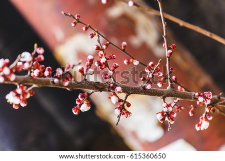 Flowering trees in April. Beautiful nature of Ukraine in the spring. Spring freshness. Background and texture in the spring mood. Awakening of insects.