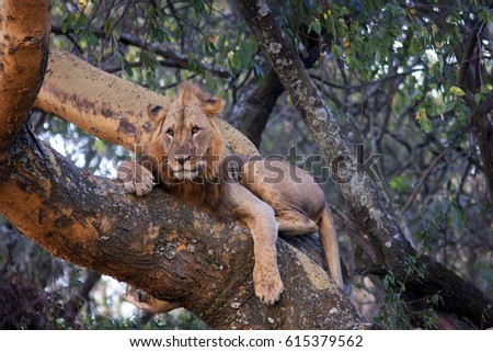 lion lying on a tree and hunting down a victim, Kenya