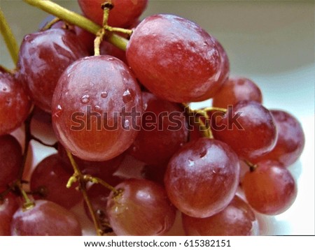 macro photo with a background of fresh berries of red grapes on a branch with drops of water as the source for design, advertising, printing, decorating, photo shop