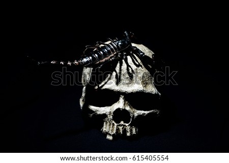 A human skull. It's a black Scorpion.