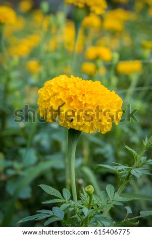 Marigolds (Tagetes erecta, Mexican marigold, Aztec marigold, African marigold). Yellow marigold on flower garden. Royalty-Free Stock Photo #615406775