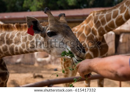 Giraffe taking grass from man's hand