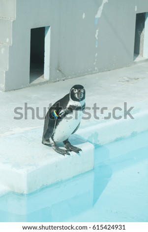 penguin in water pool .
