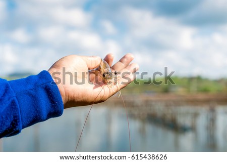 A strong hand holds several healthy colored shrimps up in the air behind the shrimp pond in the bright future of farmer shrimp farmers.