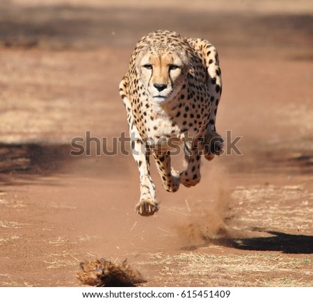 Cheetah running, completely airborne Royalty-Free Stock Photo #615451409