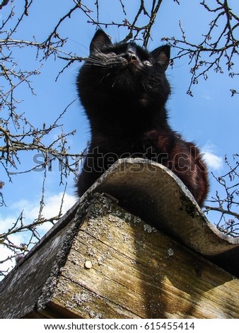 Black cat on the roof.