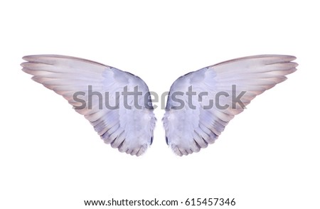 wing of birds on white background