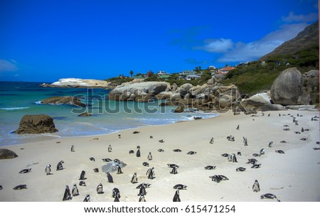 Penguins relaxing in the sun at Boulders beach, South Africa