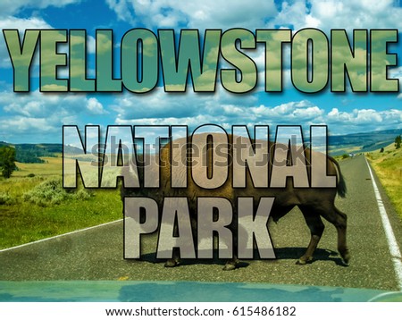 One Bison crossing the road of Yellowstone, Wyoming and Montana, United States. The Buffalo is a symbol of the American West. Picture with title written of Yellowstone National Park.