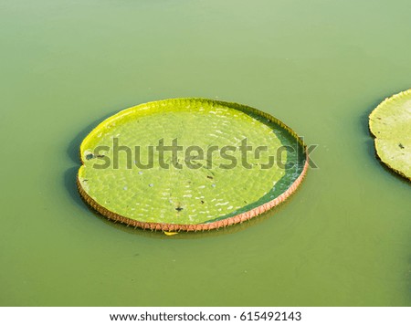 Abstract of lotus leaf in close up look. 
