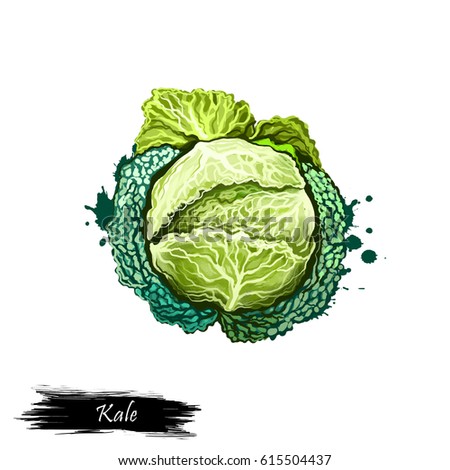 Digital art Kale or leaf cabbage, Brassica oleracea drawing isolated on white background. Organic healthy food. Green vegetable. Hand drawn plant closeup. Clip art illustration. Graphic design element