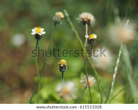 close up grass flower in gerden, nature wallpaper background.