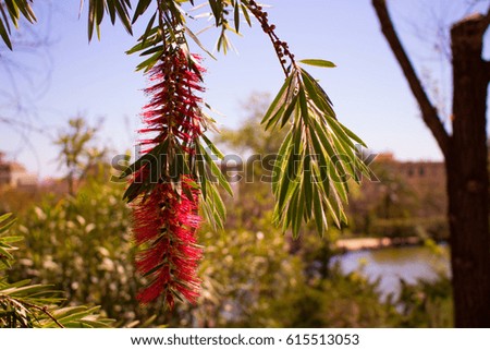 Beautiful red flowers. Mediterranean tree. Spring plant.