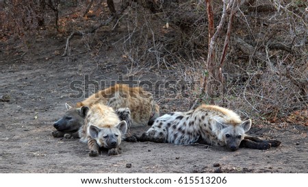 Hyena pack laying down in the Sabi sands game reserve 